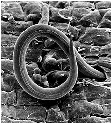 NEMATODO_NEW